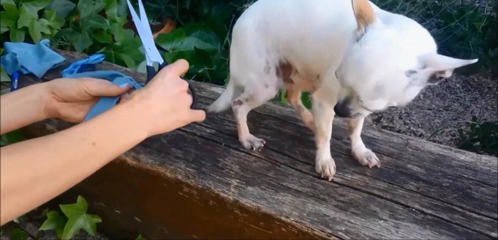 Cortar las tres tiras restantes en tiritas más pequeñas para crear flecos (patas del pulpo).