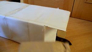 Crea un Túnel para Gatos ¡Fácil y Económico con Cajas Recicladas!