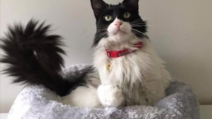 Dar la vuelta: Una vez cosido, girar la pieza a través de la abertura creada en la unión de las telas. El borde quedará completamente rematado.