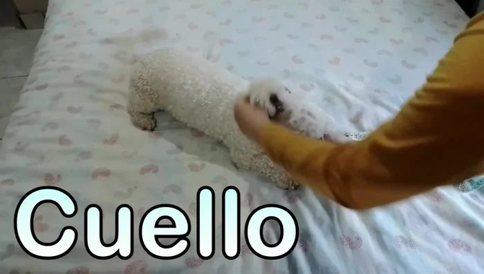 Tomar medidas del perro: cuello, lomo y pecho. Las medidas deben ser un poco holgadas.