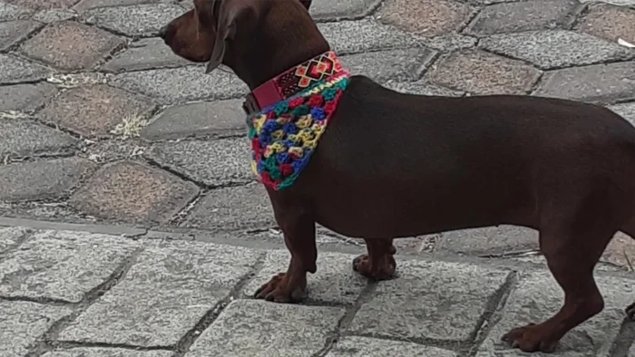 Cerrar el anillo mágico y esconder la hebra con la aguja lanera.