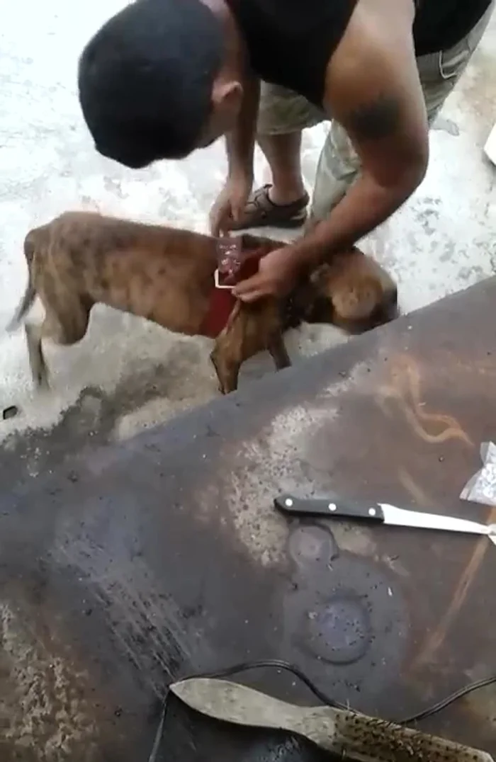 Probar la pechera en el perro para asegurar un ajuste adecuado. 