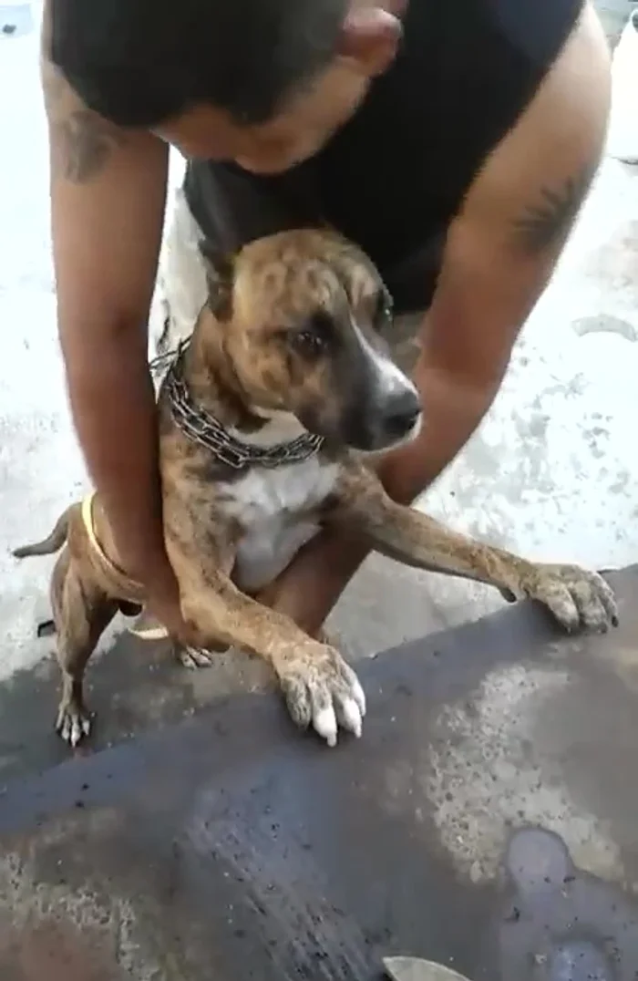 Medir la circunferencia del pecho del perro con la banda y cortar un tramo de 56 cm.