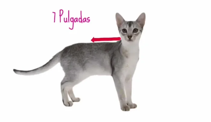 Cortar un rectángulo de tela rosa con las medidas obtenidas (ancho = longitud deseada; largo = contorno de la pancita + 1 pulgada).