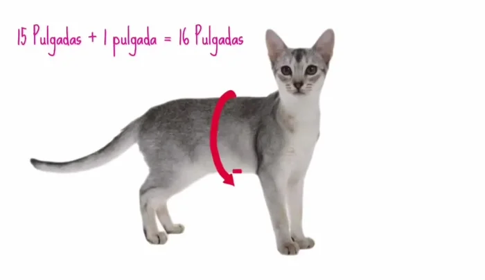 Tomar medidas de la gatita: Medir el contorno de la pancita y añadir una pulgada extra. Medir desde el cuello hasta la longitud deseada del chaleco.