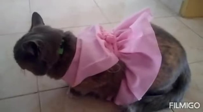 Medir a tu mascota: Cintura, largo (cuello a cintura), cuello y largo de la falda (cintura a cola). Anotar las medidas.