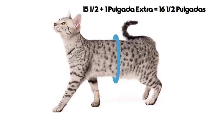 Tomar medidas de la pancita del gato y añadir una pulgada extra. Cortar un rectángulo de tela gris con las medidas obtenidas (16 pulgadas y media x 7 pulgadas).