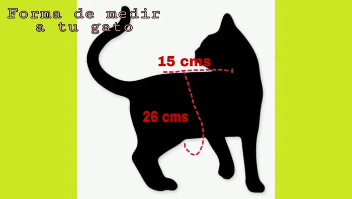 Tomar medidas: Medir desde el inicio del cuello hasta la longitud deseada de la chaqueta. Medir alrededor de la pancita del gato (en el ejemplo, 26 x 15 cm).
