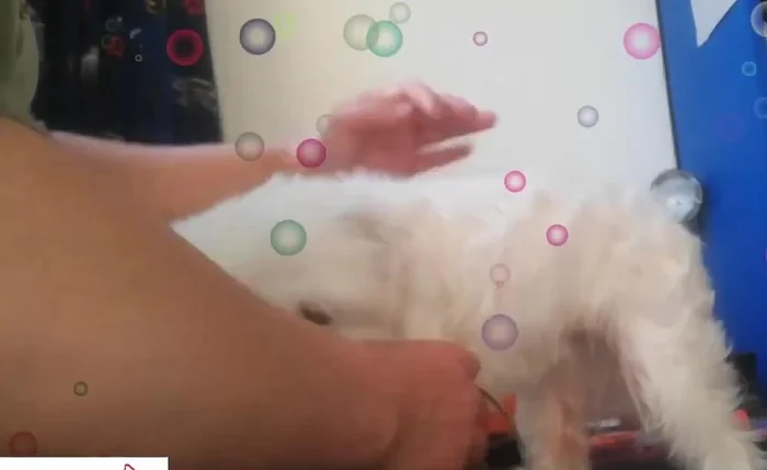 Tomar medidas de la mascota: Largo total (desde la cabeza hasta donde quieres que llegue la prenda), contorno de pecho (con holgura), contorno de cuello (con holgura), y contorno de la cintura (para las aberturas de las patas).