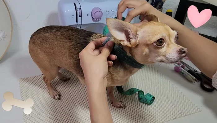 Largo del lomito (desde el cuello hasta el inicio de la cola):