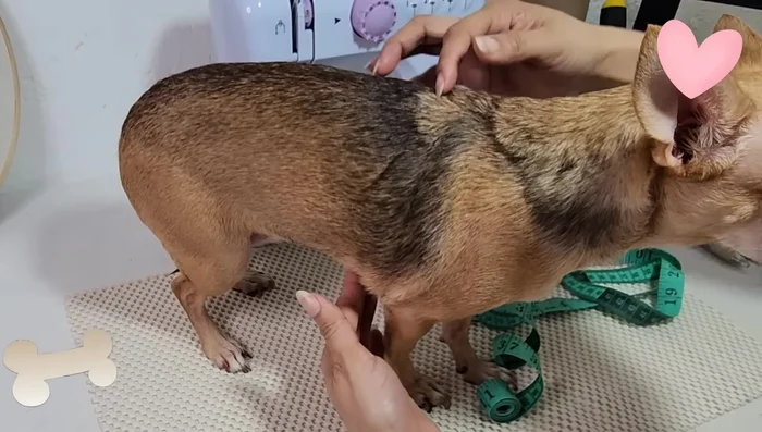 Largo del lomito (desde el cuello hasta el inicio de la cola):