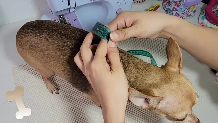 Largo del lomito (desde el cuello hasta el inicio de la cola):