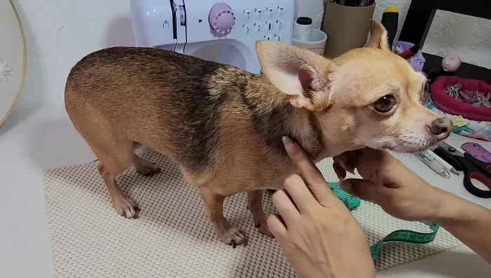 Largo del lomito (desde el cuello hasta el inicio de la cola):