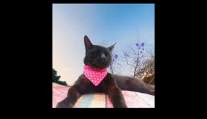 Tutorial: Cómo hacer una pañoleta para tu gato 😻 (Método Rápido y Sencillo)