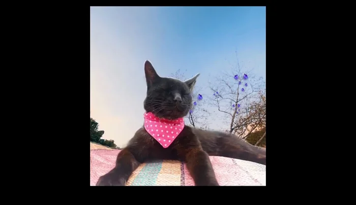 Colocar la pañoleta al gato.