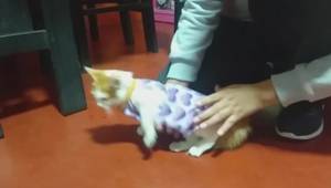 Cómo hacer ropa fácil para tu gatito: ¡Guía paso a paso!