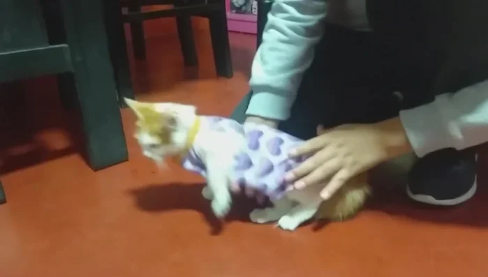 Prueba la ropa en tu gatito para asegurarte del ajuste.