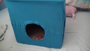 Casa para Gatos DIY: ¡La forma más rápida y sencilla con una caja de cartón!