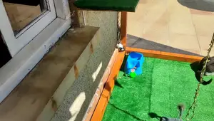 Construye un gallinero para gatos: Guía paso a paso