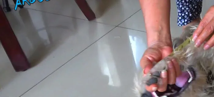 Medir el contorno inferior de la pata (la parte más ancha).