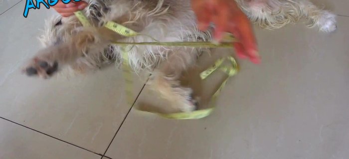 Medir el contorno inferior de la pata (la parte más ancha).