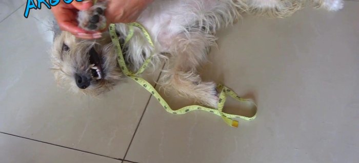 Medir el contorno inferior de la pata (la parte más ancha).