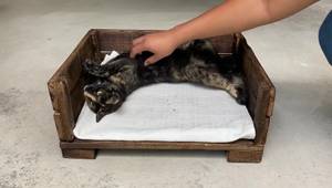Cómo Hacer una Cama para Mascotas con Palets: Tutorial Fácil y Rápido