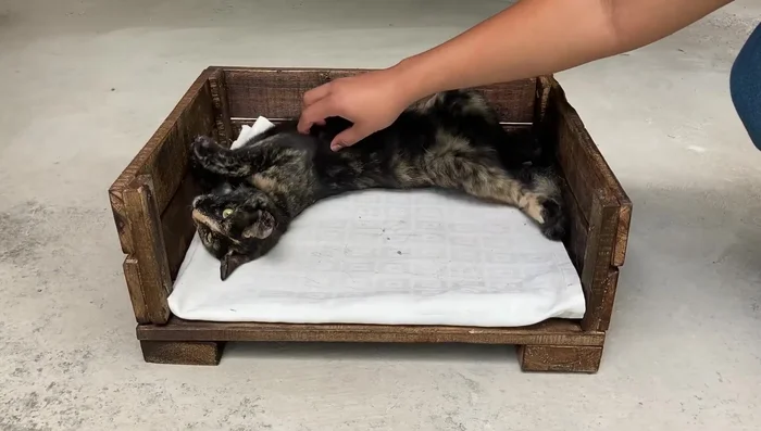 Añadir la ropa de cama: Colocar una tela, cobija o cojín en la cama para que tu mascota pueda descansar cómodamente.