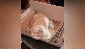 Cómo hacer un rascador de cartón para gatos: ¡Sofá-cama 2 en 1!