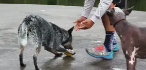 Juguetes Masticables Fancy Pets: La Clave para un Perro Feliz y Bien Entrenado