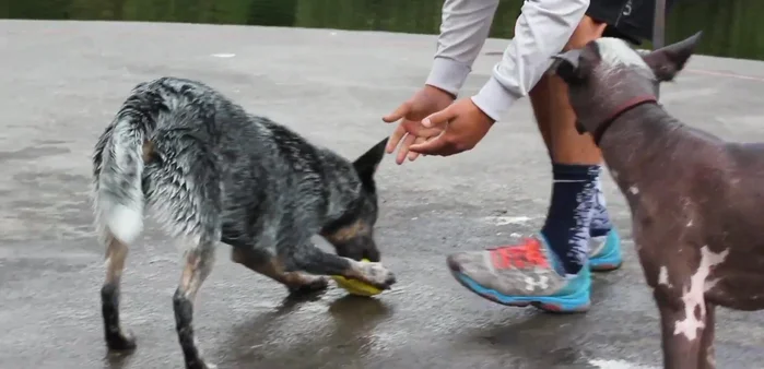 Utiliza los juguetes como herramienta de interacción contigo, dedicando tiempo a jugar con tu perro para enriquecer vuestra relación.