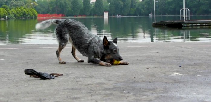 Identifica el tipo de juego y contacto que tu perro prefiere. Cada perro es único y necesita un enfoque personalizado.