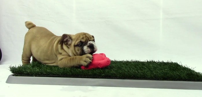 Elige un juguete masticable Fancy Pets adecuado a la edad, tamaño y nivel de actividad de tu perro. Su textura suave y duradera, además de flotar, lo hacen ideal para ejercitar la mandíbula y jugar en el agua.