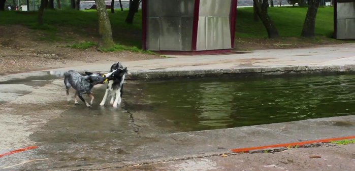 Durante juegos con otros perros, si detectas tensión o sobreexcitación, sujeta el juguete temporalmente para calmar a los perros antes de volver a la interacción.