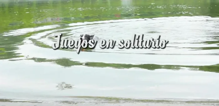 En juegos en solitario, proporciona juguetes para morder y perseguir, estimulando sus instintos naturales.
