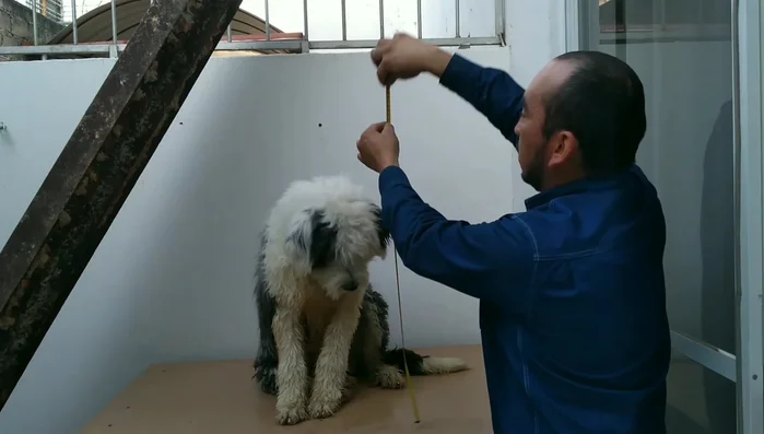 Mide a tu perro (o calcula sus medidas adultas si es cachorro) y añade al menos 10 cm extra para comodidad.