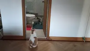Cómo Hacer una Puerta para Gatos tipo Maya: ¡Fácil y Sencillo!