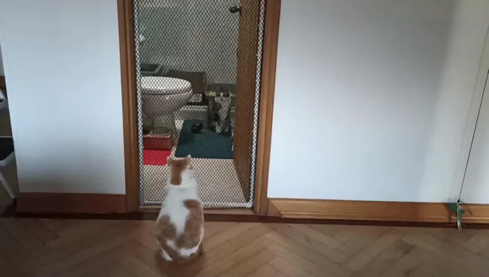 Asegurar la puerta con un sistema adicional (cerradura, traba, etc.) para evitar que los gatos la abran fácilmente.