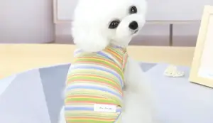 Las 9 Mejores Camisetas y Chalecos de Verano para Perros: ¡Protección y Estilo!