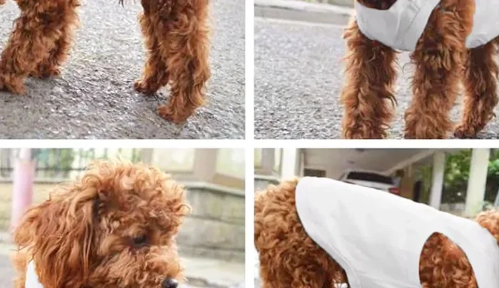 Considera el tamaño y la raza de tu perro al elegir la prenda.