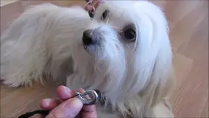 DIY: Arnés para Perritos - ¡Fácil y Resistente!