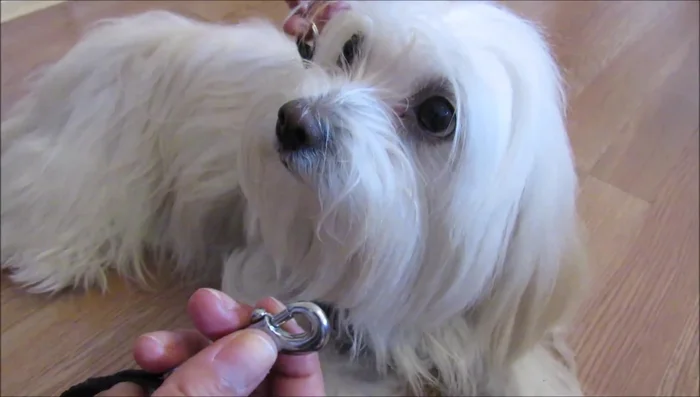 Instalar la correa: Introduce las anillas en la correa y ajusta.