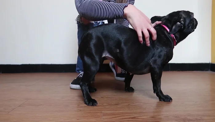 Toma de medidas del perro: Se necesitan seis medidas fundamentales (largo desde el cuello hasta la cola, contorno de tórax, contorno de cuello, largo desde el cuello hasta la pancita, contorno de la patita y contorno de la cabeza para la capucha). Dejar holgura en las medidas de contorno.