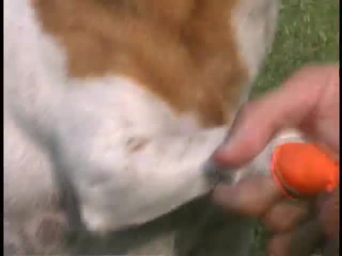 Material ecológico: hechas de caucho natural 100% biodegradable.