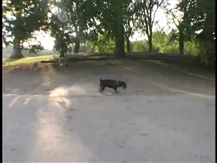 Testimonios de clientes satisfechos: alta valoración de la comodidad y funcionalidad para los perros.