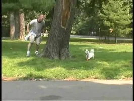 Botas para Perros Paws: ¡La Solución Definitiva para Patas Protegidas!