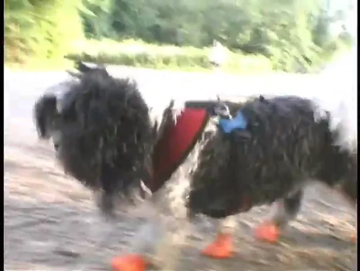 Uso sencillo: colocación rápida y fácil para proteger las patas del perro.