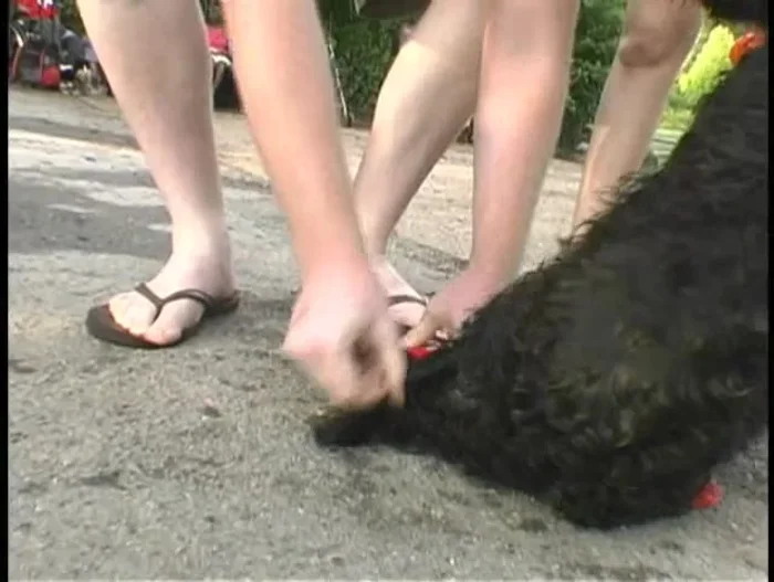 Uso sencillo: colocación rápida y fácil para proteger las patas del perro.