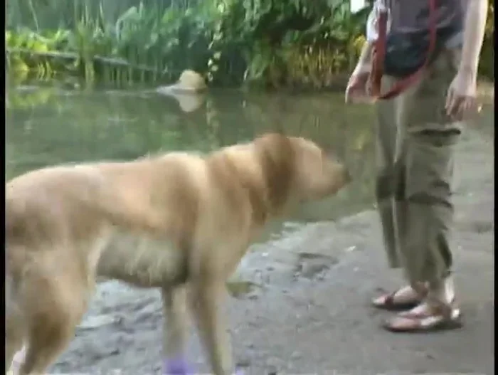 Impermeabilidad total: protegen contra lluvia, nieve, productos químicos (para derretir nieve, césped, etc.).