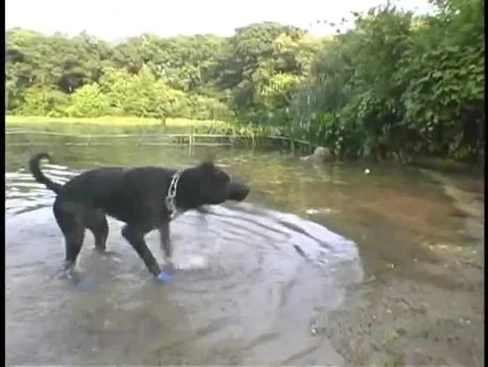Impermeabilidad total: protegen contra lluvia, nieve, productos químicos (para derretir nieve, césped, etc.).